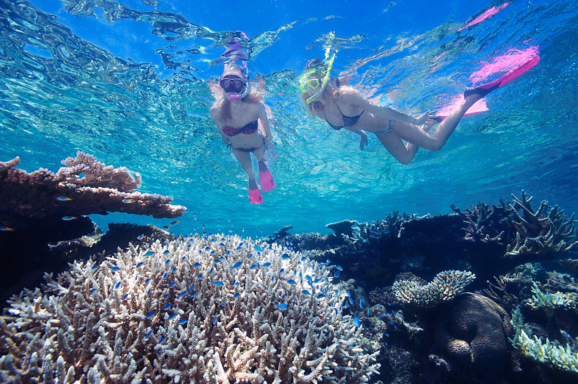 Great Barrier Reef Tours