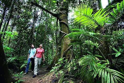 Cape Tribulation And Daintree